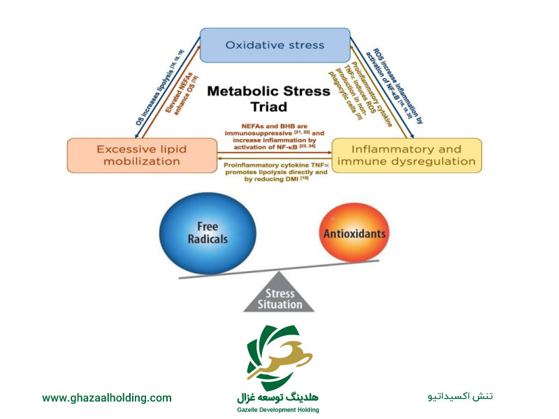 نقش مصرف پودر چربی در کاهش بروز تنش اکسیداتیو گاوهای دوره انتقال