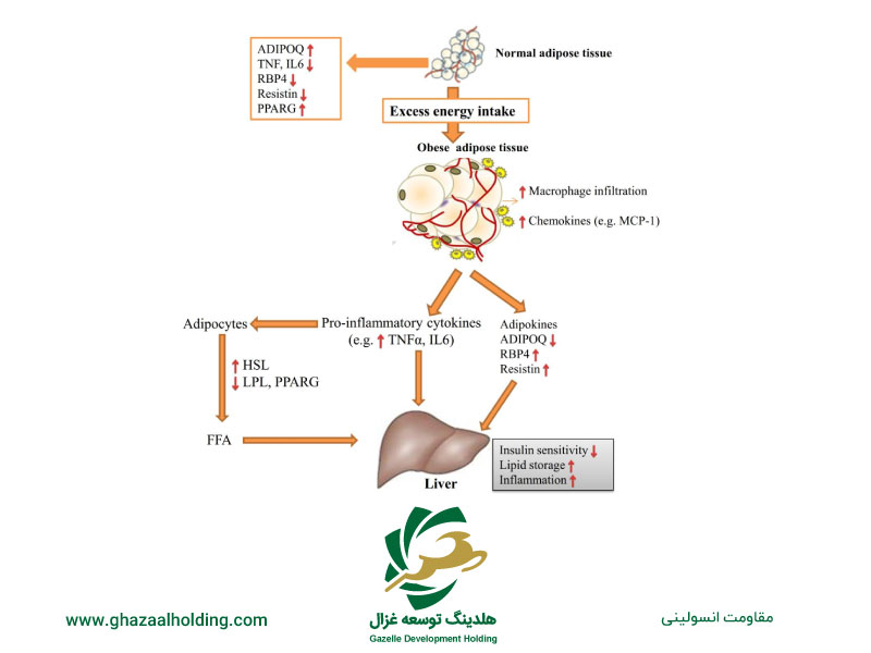 نقش پودر چربی در کاهش مقاومت انسولینی