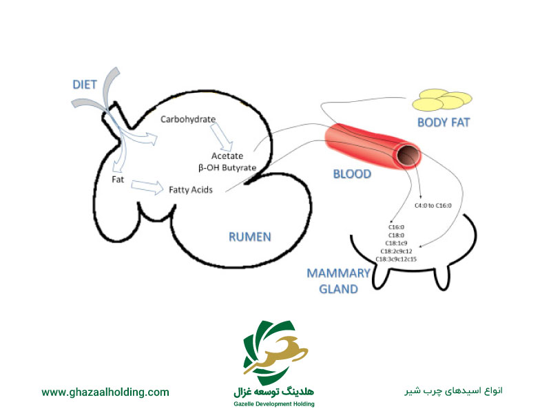 انواع اسیدهای چرب شیر