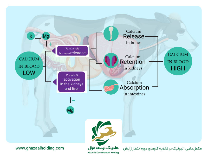 مکمل د دامی آنیونیک