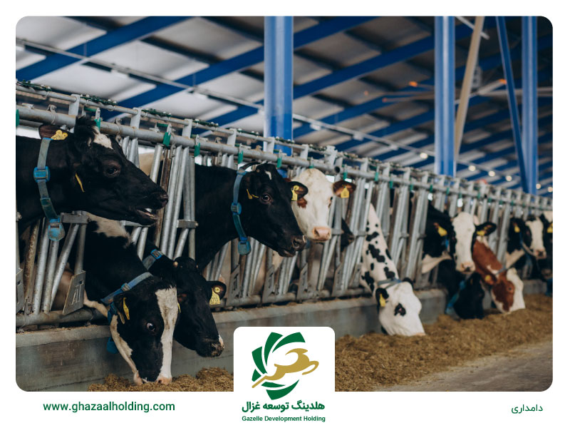 مدیریت آخور گاوهای شیری